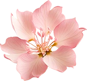 beige pink flower